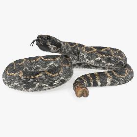 Dark Rattlesnake 3D Model 3D model